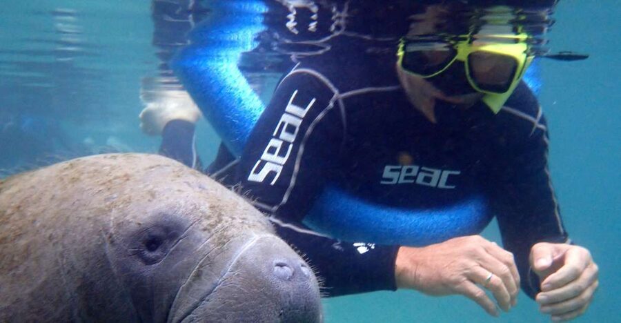 Crystal River: Manatee Snorkel Tour w/ In-Water Photographer - Choosing the best time and setting expectations