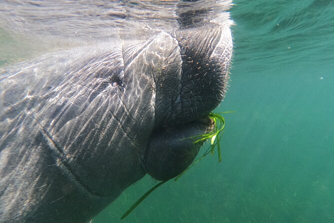 Crystal River: Private Manatee Swim With Heated Boat(Free Photos) - Key points at a glance