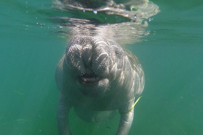 Crystal River: Private Manatee Swim With Heated Boat(Free Photos) - Why a private boat changes the Crystal River outing