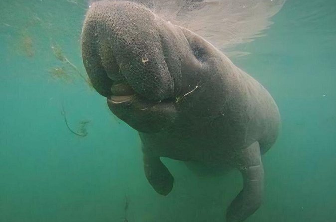 Crystal River: Private Manatee Swim With Heated Boat(Free Photos) - Floating quietly with manatees