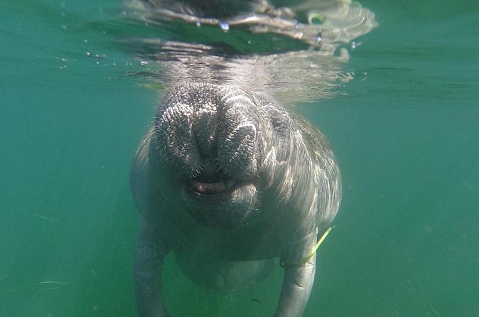 Crystal River: Private Manatee Swim With Heated Boat(Free Photos) - What the in-water guide adds