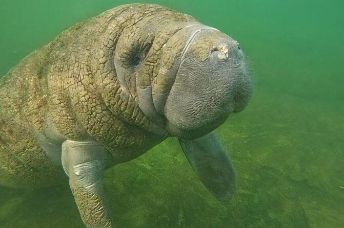 Crystal River: Private Manatee Swim With Heated Boat(Free Photos) - Photos, snacks, and the practical value of the package