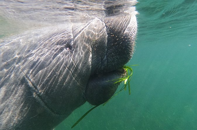 Crystal River: Private Manatee Swim With Heated Boat(Free Photos) - Seasonal timing and changing conditions