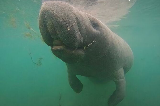 Crystal River: Private Manatee Swim With Heated Boat(Free Photos) - Families, infants, and mixed groups