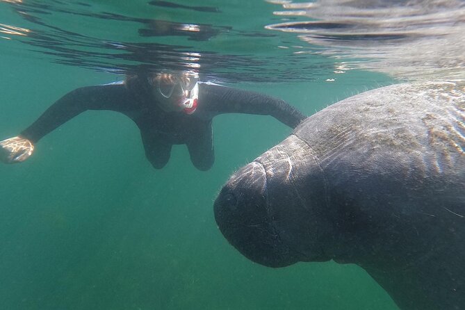 Crystal River: Semi-Private Manatee Swim Tour With Heated Boat - Key points to know before you book