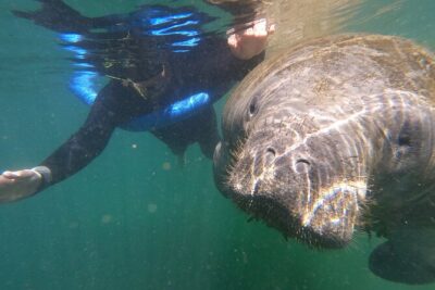 Semi-Private Manatee Swim Tour With Heated Boat