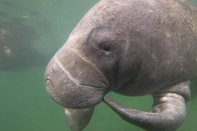 Crystal River: Semi-Private Manatee Swim Tour With Heated Boat - Heated boat, towels, and the ride back