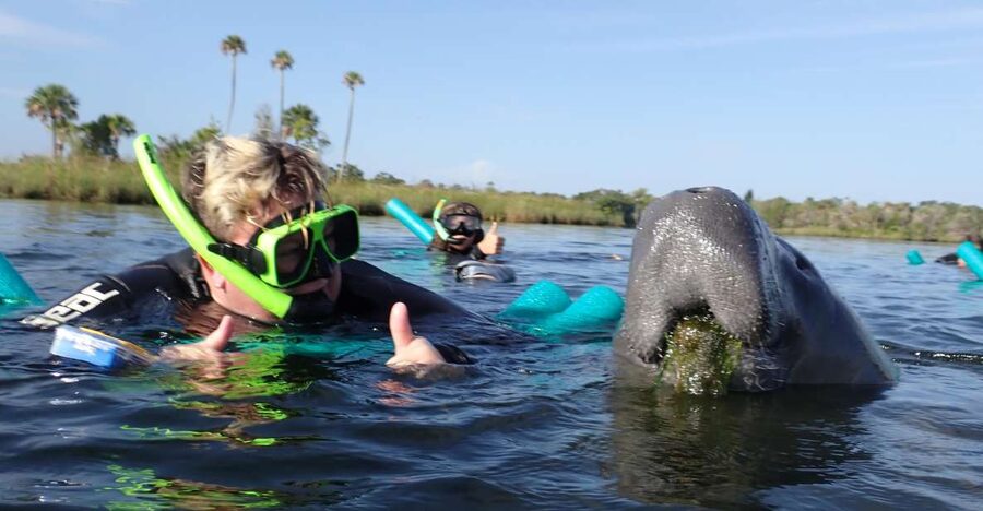 Crystal River: VIP Manatee Swim w/ In-water Photographer - Key points to know before booking