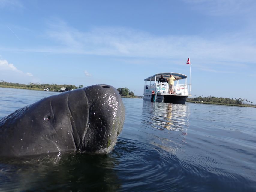 Crystal River: VIP Manatee Swim w/ In-water Photographer - Why King’s Bay makes this swim special