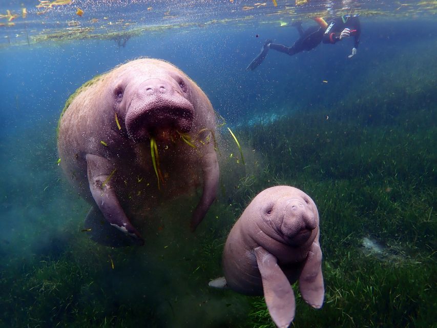 Crystal River: VIP Manatee Swim w/ In-water Photographer - How much interaction should you expect?