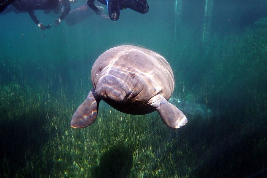 Crystal River: VIP Manatee Swim w/ In-water Photographer - Timing, weather, and the manatee calendar