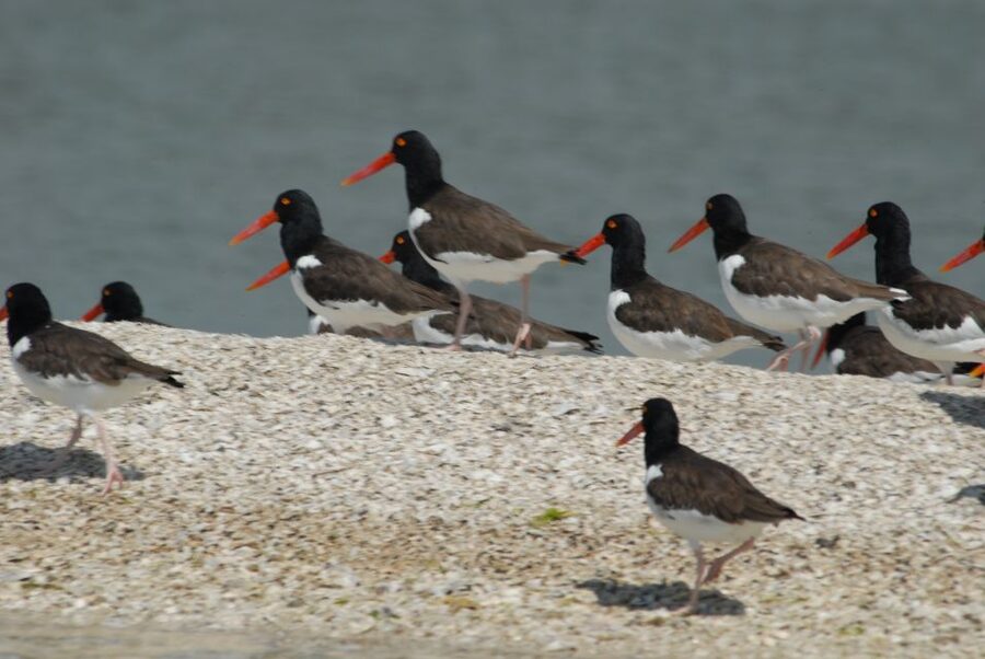 Everglades: Birding, Wildlife, and Photography Expedition - What you might see on the water