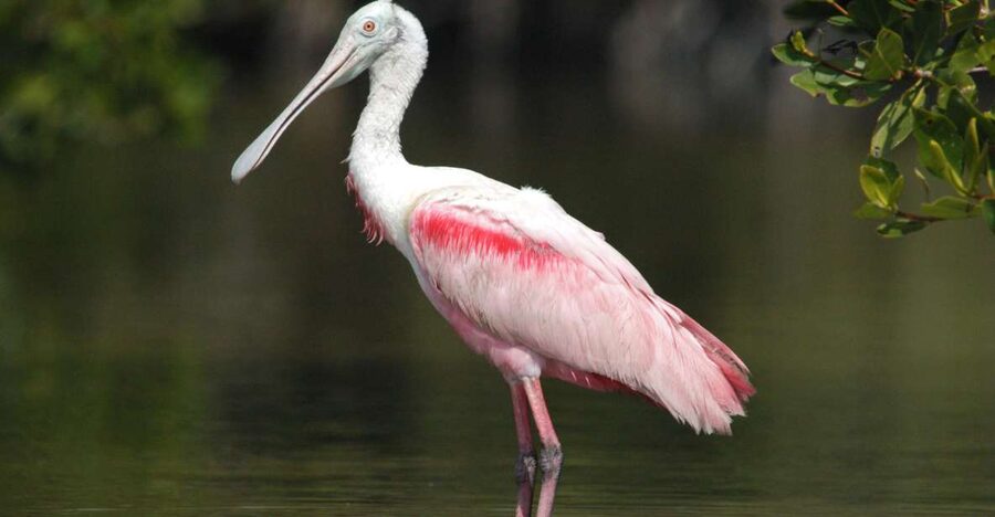 Everglades National Park: Private 2.5-Hour Photo Safari - Key points to know before booking