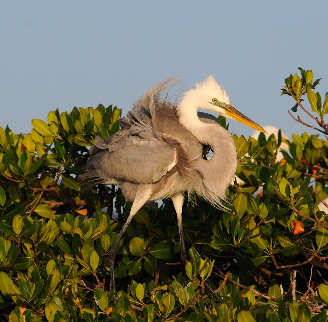 Everglades National Park: Private 2.5-Hour Photo Safari - Why a private boat changes the Everglades experience