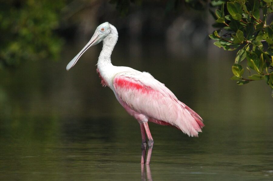 Everglades National Park: Private 2.5-Hour Photo Safari - Birdwatching across changing seasons