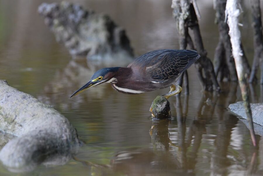 Everglades National Park: Private 2.5-Hour Photo Safari - A 2.5-hour route built around bird habitat