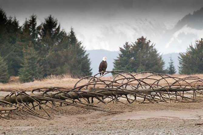 Exclusive Photography Tour Haines Departure - The Best Season for Your Interests