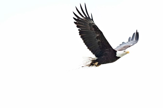 Exclusive Photography Tour to Haines - Skagway Departure - Chilkoot River: the main wildlife opportunity