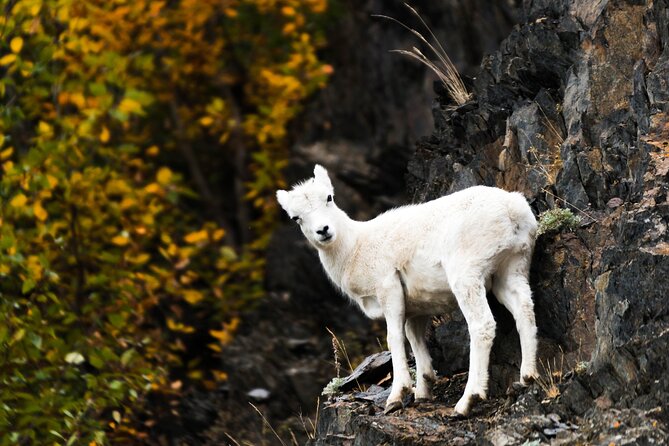 Exquisite Wildlife & Wilderness Photo Tour Anchorage -Whittier - Why this route works for photographers