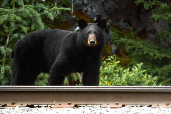 Exquisite Wildlife & Wilderness Photo Tour Anchorage -Whittier - Girdwood and the ride back toward Anchorage