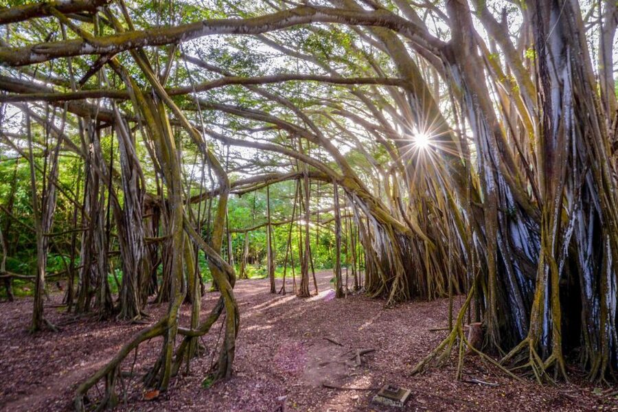 First Day Must 10-Hour Sunrise & Full Island Photo Tour - Key points to know before you book