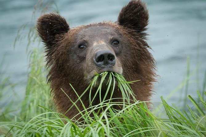 Focus on Haines Private Nature / Photography tour - Why this Haines tour works for photographers and nature lovers