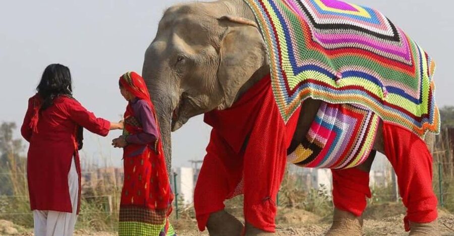 From Delhi: Taj Mahal with Photographer & Elephant SOS Tour - A long day that packs in Agra’s big sights