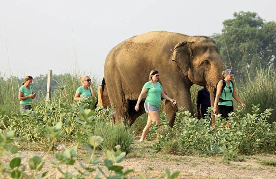 From Delhi: Taj Mahal with Photographer & Elephant SOS Tour - Mughlai lunch and a useful midday pause