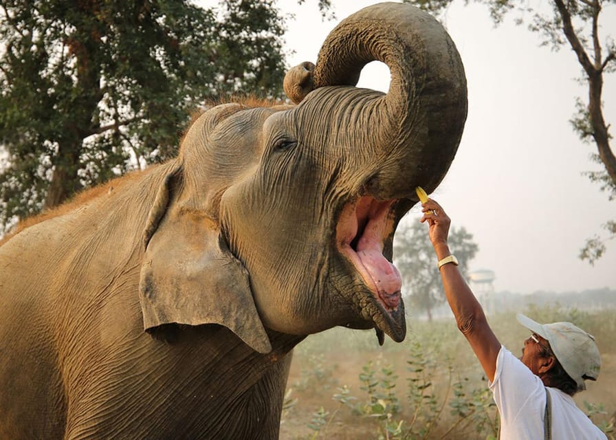 From Delhi: Taj Mahal with Photographer & Elephant SOS Tour - Guides who add a personal touch