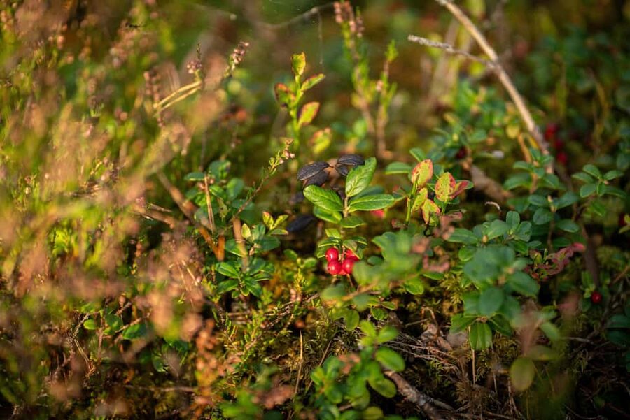 From Riga: Explore Latvian Nature With a Local Photographer - The Value of $24 Per Person