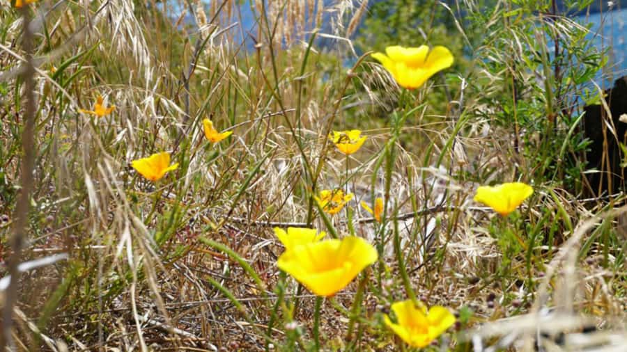 From Wanaka: Ruby Island 1-Hour Cruise and Photo Walk - Who Will Like This Trip Most