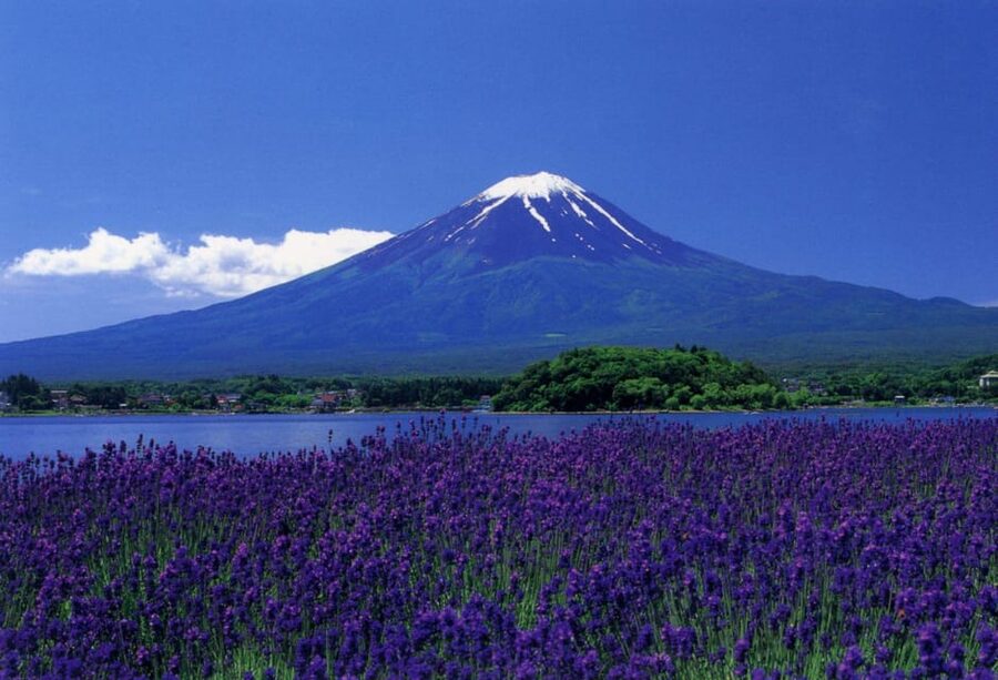 Fuji/Hakone Private Tour, English speaking guide, Photograph - Lunch around Fujikawaguchiko