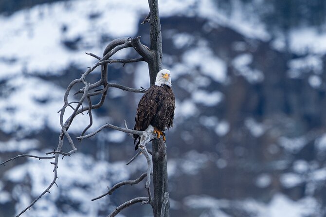 Full Day Guided Wildlife Photography Tour In Yellowstone - Why Lamar Valley is the right place for a photo day