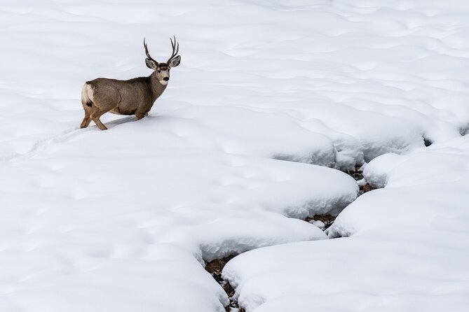 Full Day Guided Wildlife Photography Tour In Yellowstone - Private transport changes the feel of the day