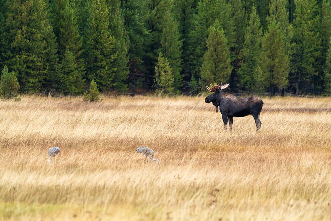 Full Day Guided Wildlife Photography Tour In Yellowstone - What the $652.50 price really buys
