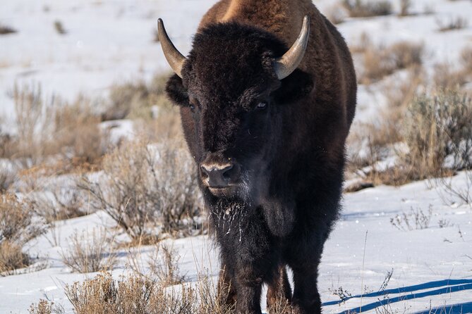 Full Day Guided Wildlife Photography Tour In Yellowstone - Who will get the most from this experience