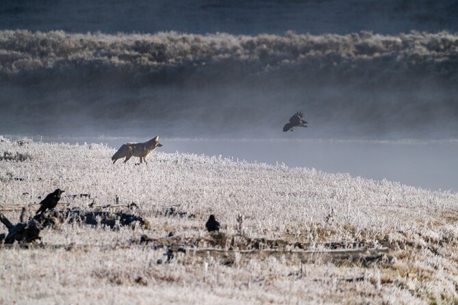 Full Day Guided Wildlife Photography Tour In Yellowstone - Practical details that affect your day