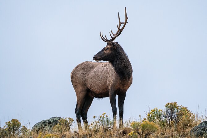 Full Day Guided Wildlife Photography Tour In Yellowstone - Should you book the Wildscape Adventure tour?