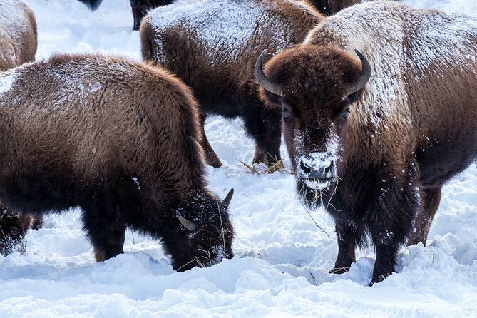 Full Day Guided Wildlife Photography Tour In Yellowstone - What you can expect during the eight-hour Lamar Valley outing