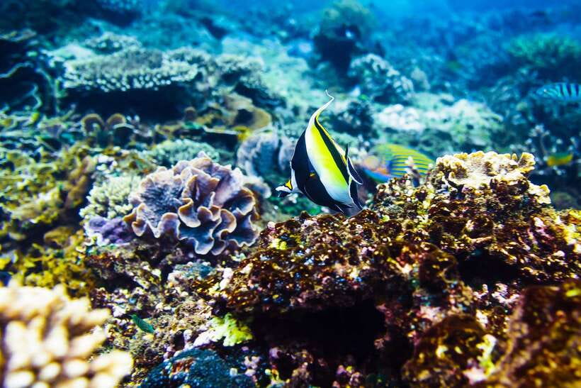 Gili Air: Private Snorkeling in 4 Spots with GoPro Camera - Turtle Point is the main wildlife attraction