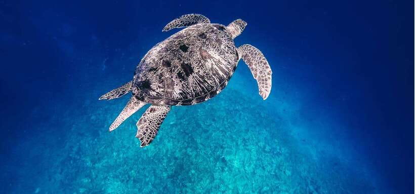 Gili Air: Private Snorkeling in 4 Spots with GoPro Camera - Who will get the most from this private format