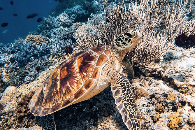 Gili Air: Snorkeling 3 Gili Islands with GoPro Camera - Blue coral and the coral garden
