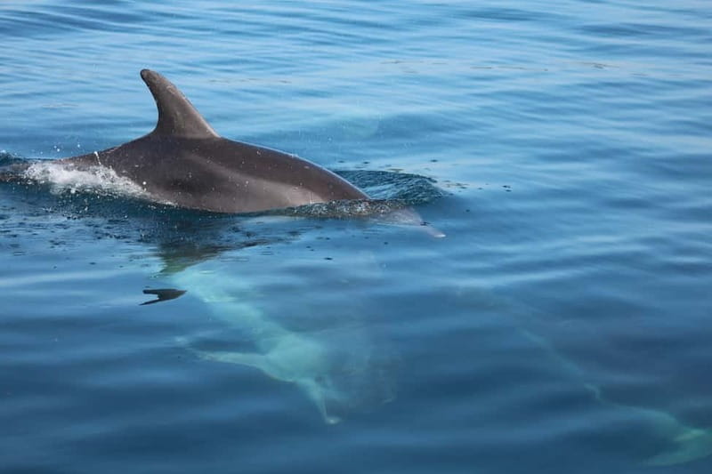 Golfo Aranci: Sup with dolphins, aperitif & photo shoot - The first 15 minutes: getting comfortable on the board