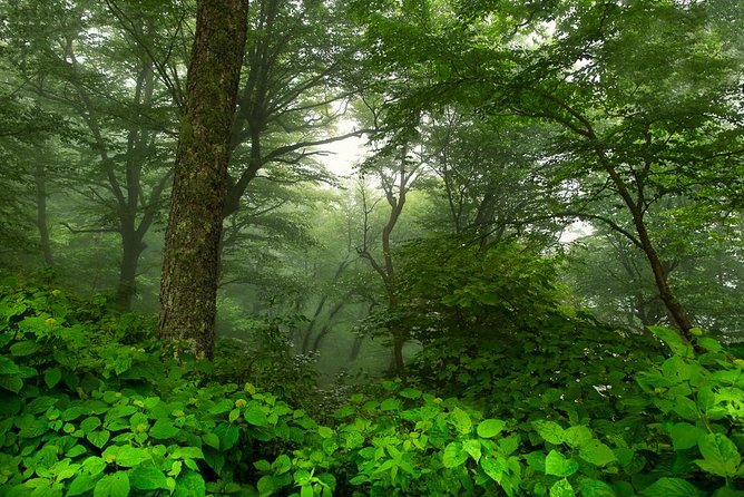 Half-Day Tour With Instruction in Vistas & Waterfall Photography - Why the Small Group Size Matters