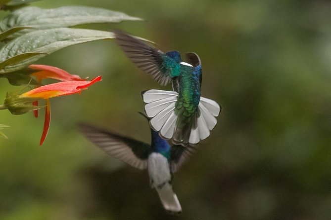 Jaco Birdwatching and Photography with Sergio - Key points at a glance