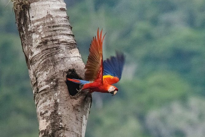Jaco Birdwatching and Photography with Sergio - Why Carara works so well for a short birding trip