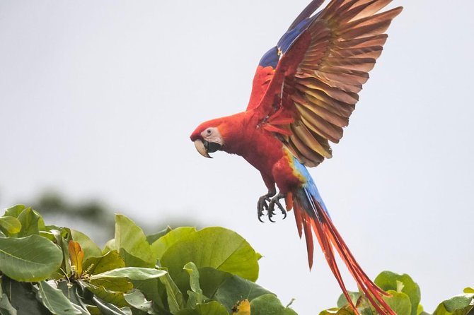Jaco Birdwatching and Photography with Sergio - The first stops can add macaws and coastal wildlife