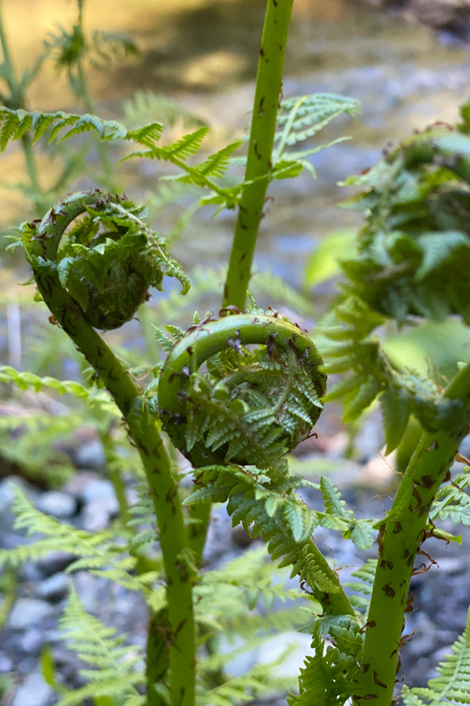 Juneau: Rainforest Photo Safari on a Segway - Key points to know before you book