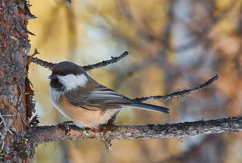 Kiruna: Wildlife and nature photography - What the four-hour Kiruna outing is really about