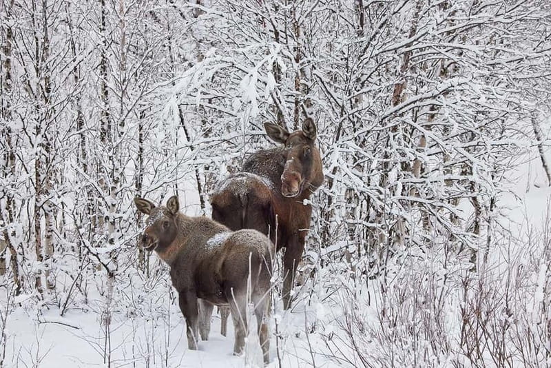 Kiruna: Wildlife and nature photography - Starting early from Kiruna